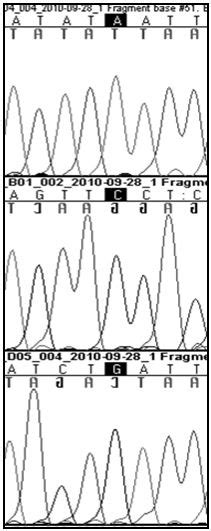 Genetic Characterization and Sequence Variations in 12S rRNA of Mitochondrial Gene in Three ...