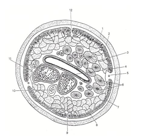 Diagram Ascaris Lumbricoides Suis Vrouwelijk Quizlet