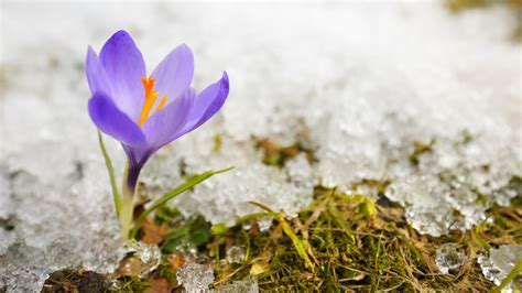 The Perfect Time Of Year To Plant A Crocus Plant