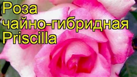 Роза чайно-гибридная Присцилла. Краткий обзор, описание характеристик ...