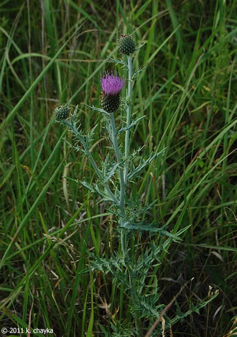 Cirsium Flodmanii Flodmans Thistle Minnesota Wildflowers