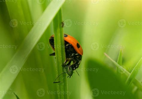 Lady Bug Eating Aphids Concept For Insect Food Chain Ladybird With