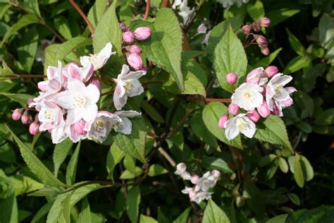 Żylistek zaróżowiony Kalmiiflora Deutzia purpurascens Kalmiiflora