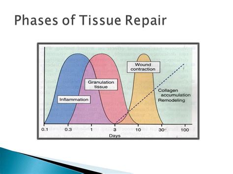 Figure 1 Phases Of Tissue Repair