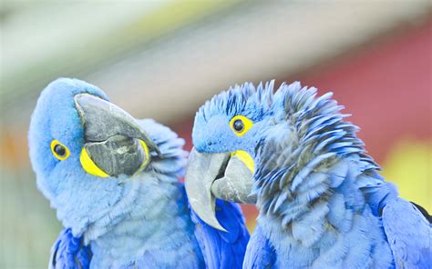 Macaws Parrots Wallpaper 43412458 Fanpop