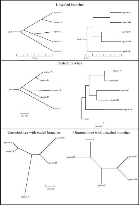 Phylogram Cladogram V