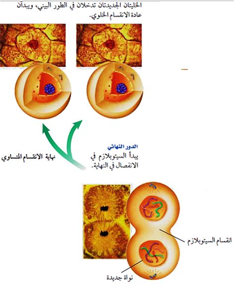 Ak Sciences انقسام الخلية وتكاثرها للصف الثالث متوسط