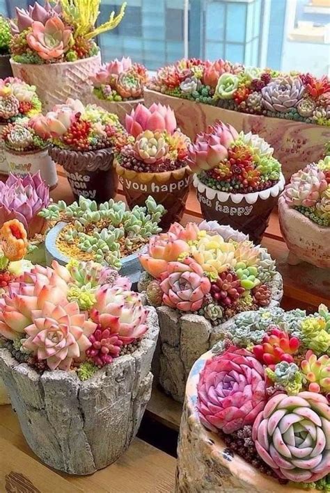 Succulent Arrangements: Tips and Ideas