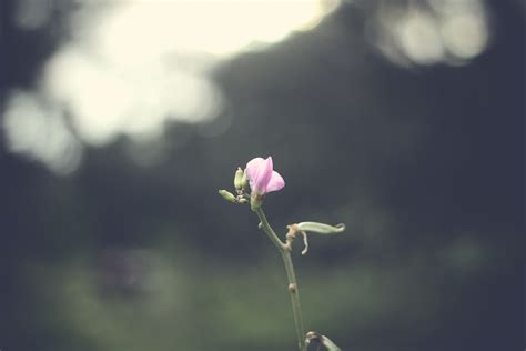 Selective Focus Photography Of Pink Flowers · Free Stock Photo