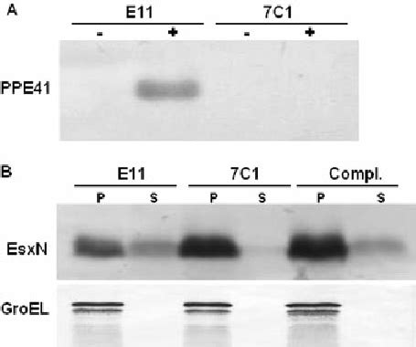 Isolation and characterization of the ESX-5 secretion | Download ... 