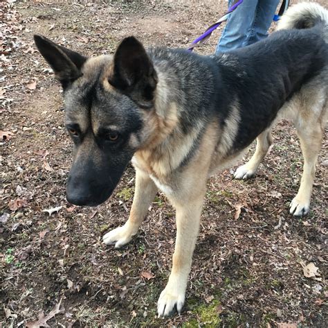 VA Dog Rescue — The Next Chapter: Welcome home