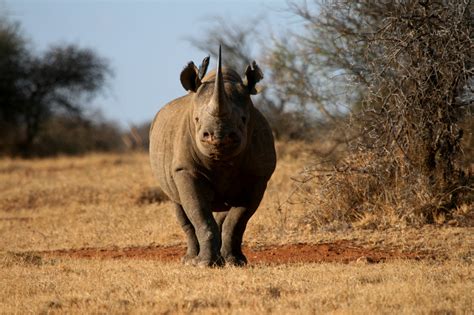 Images Of Rhinos