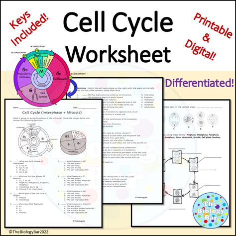 Cell Cycle Mitosis Worksheet