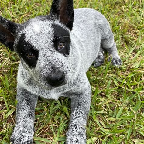 Australian Cattle Dog Hound Mix