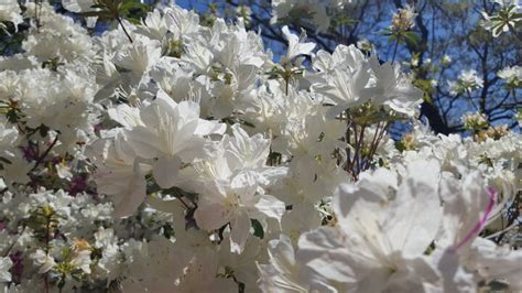 Amazing Azalea Kaleidoscope Flowers