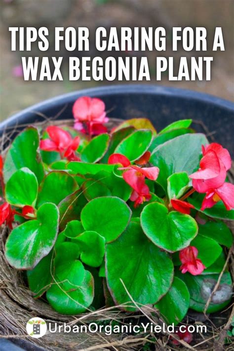 Wax Begonia Plant Care Begonia Planting Flowers Propagating Plants