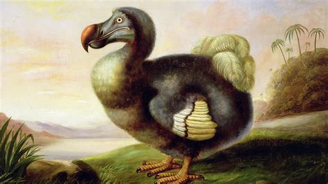 Discover the fascinating world of Dodo Bird symbolism and totem