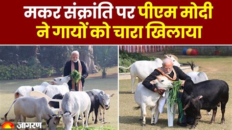 Makar Sankranti Pm Modi Photo Feeding Cows At His Residence Is