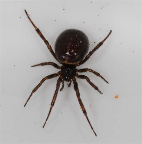 Steatoda Archives - USA Spiders