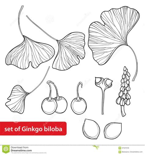 El Vector Fij Con El Rbol Del Biloba Del Gingko O Del Ginkgo Del