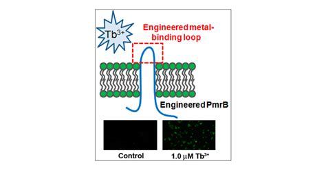 Engineering Bacterial Two Component System Pmra Pmrb To Sense