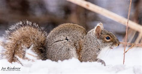 Eastern Gray Squirrel - Wildlife in Winter