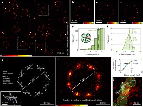 Blue Shifted Minsted Imaging Of Nuclear Pores A Minsted Image Of The