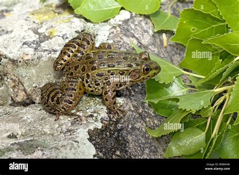 Chiricahua Leopard Frog Stock Photo Alamy