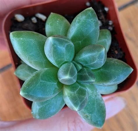 Pachyphytum compactum Pequeña Joya Jardín de Suculentas