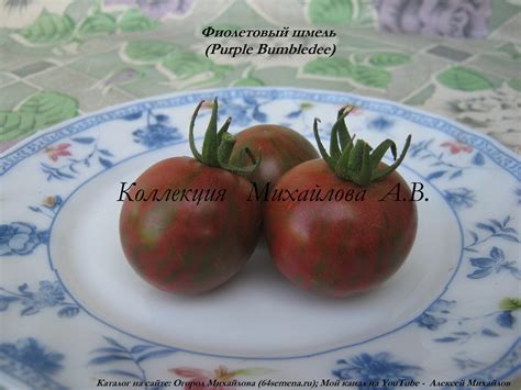 Фиолетовый шмель.