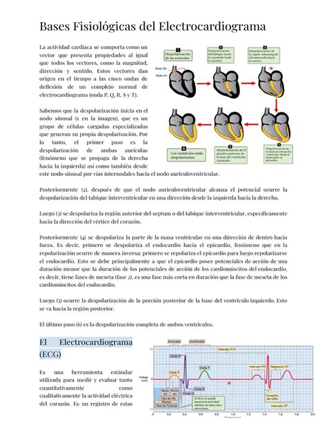 Clase 4 Fisiologia Pdf Electrocardiografia Electrofisiologia