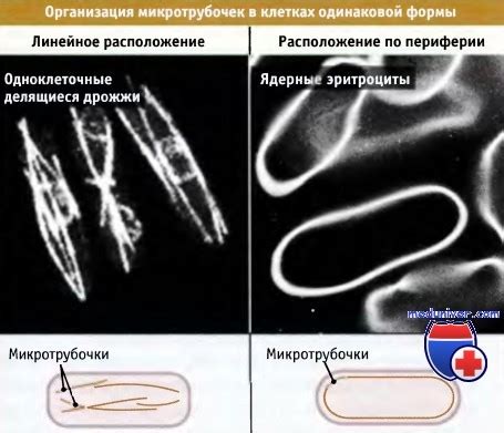 Основные функции микротрубочек клетки