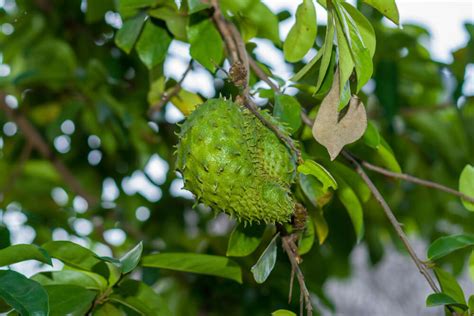 How To Grow Soursop Successfully Vaki Chim Ltd