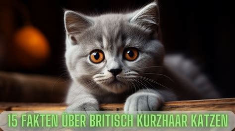 Interessante Fakten Ber Britisch Kurzhaar Katzen Passt Eine