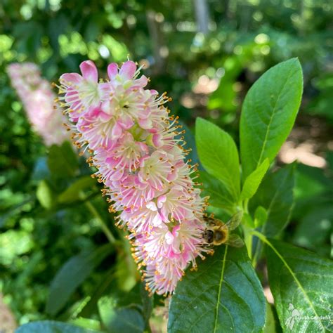 Clethra Alnifolia Ruby Spice Summersweet Scioto Gardens Nursery