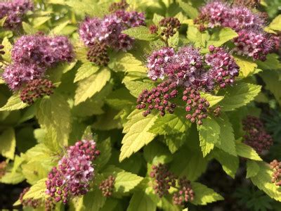 Spiraea Japonica Double Play Gold