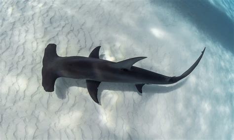 Discover the Largest Hammerhead Shark Ever Recorded - A-Z Animals