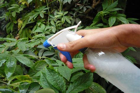 Eliminar Malas Hierbas Del Huerto Naturalmente Métodos Caseros