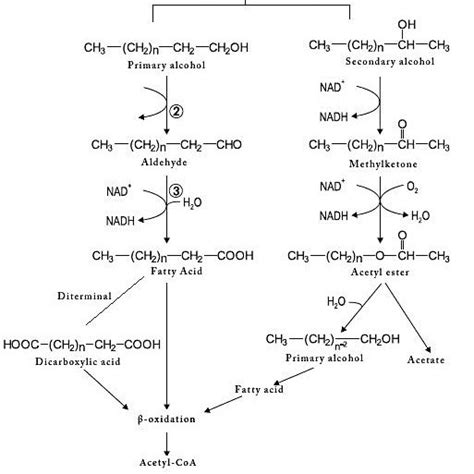 Proposed Pathways Of Alkane Degradation Catalyzed By N Alkane