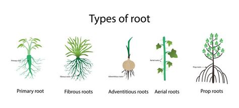 The Science Of Root Growth