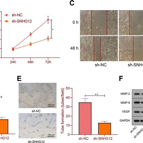 The Effect Of Knockdown Of SNHG12 On RCC Cells A The Knockdown