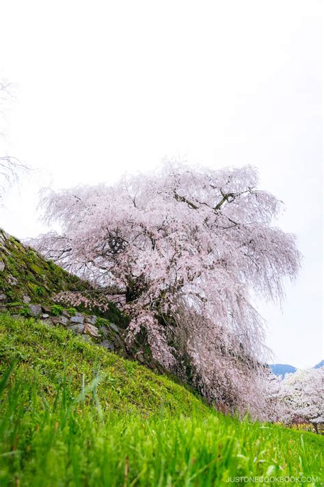 Nara Cherry Blossoms - 9 Best Spots • Just One Cookbook