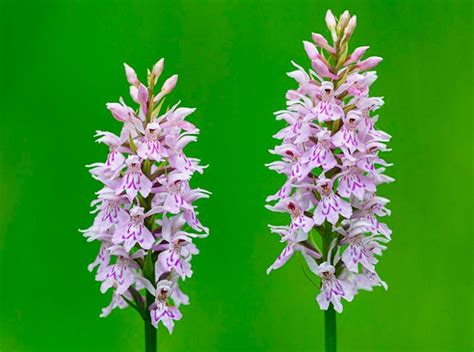 Орхидея садовая: описание, посадка и уход, размножение