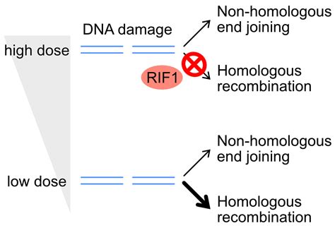 Identification Of A Mechanism For The Repair Pathway Choice After DNA