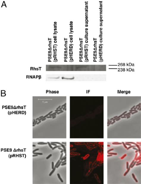 Detection Of Rhst By Immunoblot And Indirect Immuno Fl Uorescence