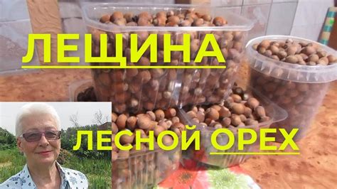 Я не знала, что лещина... Лесной орех в саду. Как расколоть орех/плод ...