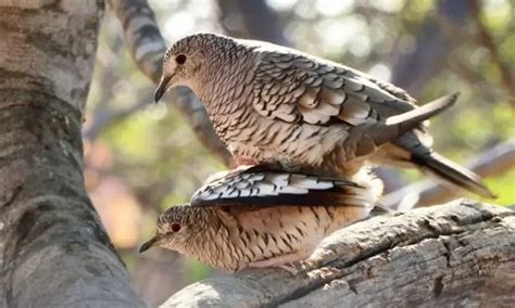 C Mo Se Aparean Las Aves Y Cu L Es Su Ritual