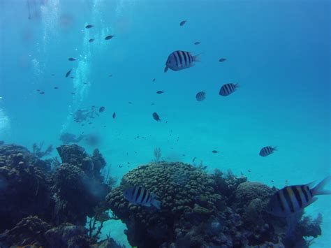 Little Cayman Diving Day 5 – Not Your Average Engineer