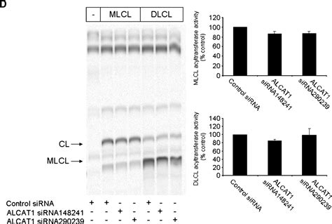 The Microsomal Cardiolipin Remodeling Enzyme Acyl Coa Lysocardiolipin