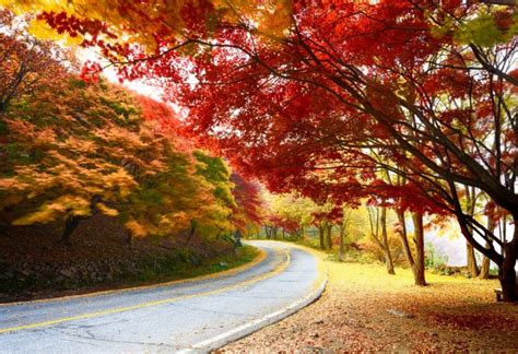 What to do in gapyeong korea? Jaraseom, gapyeong tour